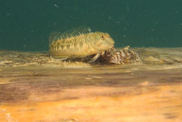 hendrio